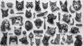 Animal Collage - Realism